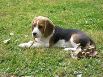 hund1