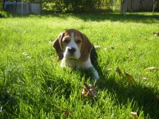 hund2